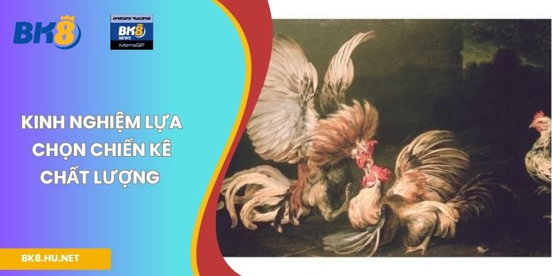 Kinh nghiệm lựa chọn chiến kê chất lượng