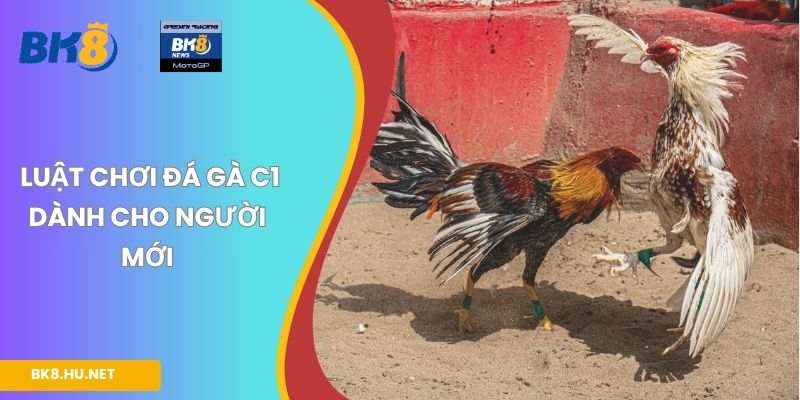 Luật chơi đá gà C1 dành cho người mới