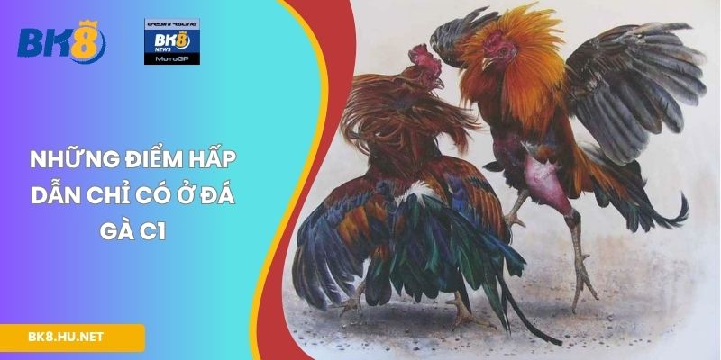 Những điểm hấp dẫn chỉ có ở đá gà C1