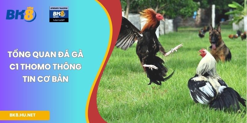 Tổng quan đá gà C1 Thomo thông tin cơ bản