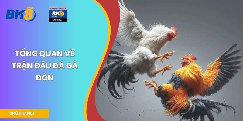 Tổng quan về trận đấu đá gà đòn